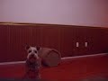 My Dogs Jumping...