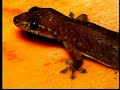 Read it all please. *********************** The tips of the gecko's toes are covered with thin leaves of skin, just like the pages of a book. Every leaf, in turn, is covered in a special tissue known as setae, hair-like protuberances, whose ends are divided into thousands of microscopic tips. On the gecko's toe, an area the size of a pinhead contains an average of 5000 micro-hairs. That means each of the animal's feet contains around half a million hairs. Every single hair consists of ...