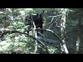 Moose  #1