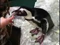 Dallas World Aquarium by OFFICIALBESTOF.COM TV &TRAVEL