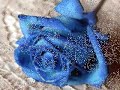 Una Rosa Blu -lyrics- Manele-Gratis.net