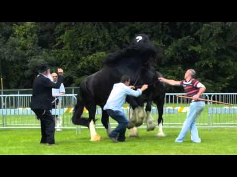 Stallion - Two Shire Stallions get into a fight at an agricultural show in Ireland. These one-ton stallions rear and kick while their handlers try to pull them apart. O...