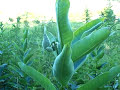 Useful Plants: Milkweed - Part 1