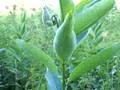 how to plant milkweed