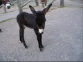 Donkey Foal