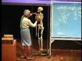 Integrative Biology 131 - Lecture 09: Muscular System