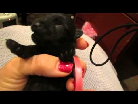 Mary at 5 Days old - Pink Collar