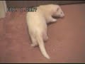 Clucky the Ferret Clucky the Ferret