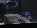zaire blue breeding 3