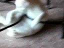 Ice kitty attacks himself