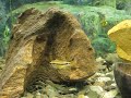 Zwergfadenfisch Neon und Kakadu Zwergbuntbarsch Apistogramma cacatuoides