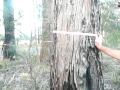 Hampton Corridor of Trees with Peter Macqueen & Ben Beeton