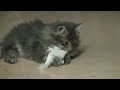 Mon nouveau Bébé chat Millie Mon nouveau Bébé chat Millie
