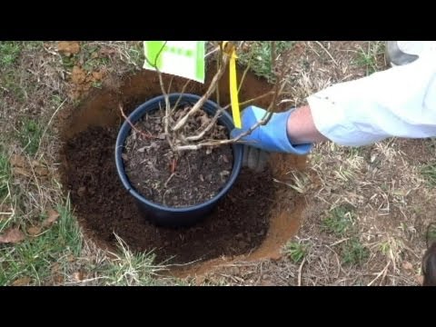 how to transplant blueberry bushes video