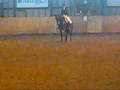 Dressage LB1 - Denmark