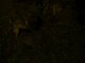 videos de cucciolotti che giocano