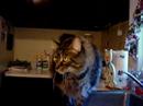 Nimrod, Max & Galaxy