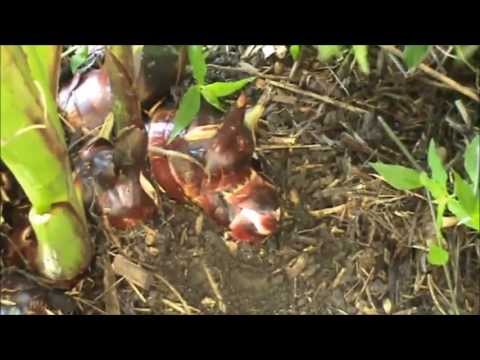 how to grow tomatoes in qld