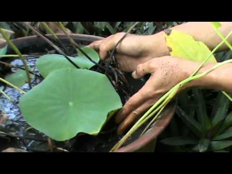 how to harvest lotus root a new beginning