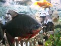 my pacu eating a brazil nut