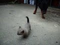 Munchkinlane S Mini Pete meets Rottweiler