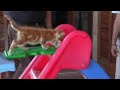 El supergato LIN El supergato LIN