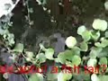 A Fish Tale