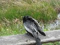 Female Anhinga Female Anhinga