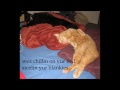 Silly Dango Cats Video