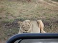 Lions at Kruger National Park - battle at kruger - close up with Ray Dinning