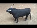 toros