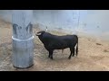 toros