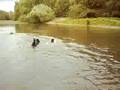 videos de Max can swim like a big dog...