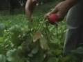 Going Green: Organic Gardening