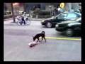 事故にあった仲間を気遣う犬の感動動画