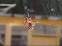 spiderland