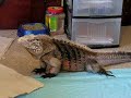 Pete not doing much of anything. Some bobbing. Pete is a Cyclura nubila caymanensis or Little Cayman Brac Iguana. www,reptilecare.com for more info.