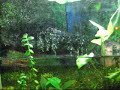 planted aquariums and paludarium
