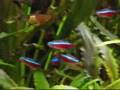planted aquariums and paludarium