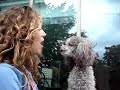 Singing Poodle