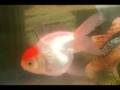videos de My First Youtube video