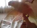 perruchon entrainement vol
