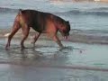 The owner thinks that her dog Joby listens well to her.