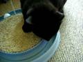 videos de Tilly plus Catnip Spray Part  2