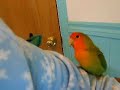# 17 Mes petits petits amis  Pico et Chico