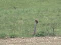 woodchuck hunting , baby bird spoted