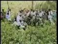 videos de hindistan leopar