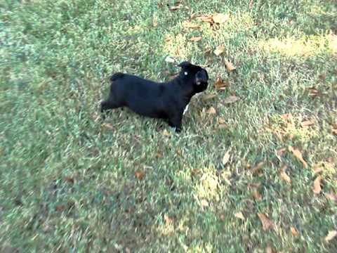 Harley enjoying playing outside