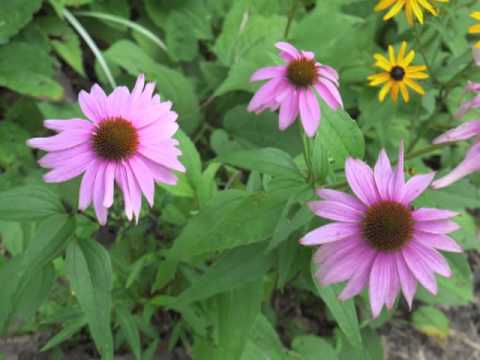 how to care for purple coneflower