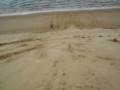 Sand Boarding on Hokianga Harbour dunes